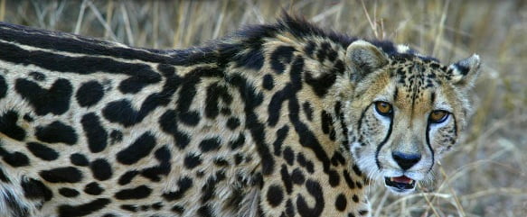 A cheetah in Pretoria