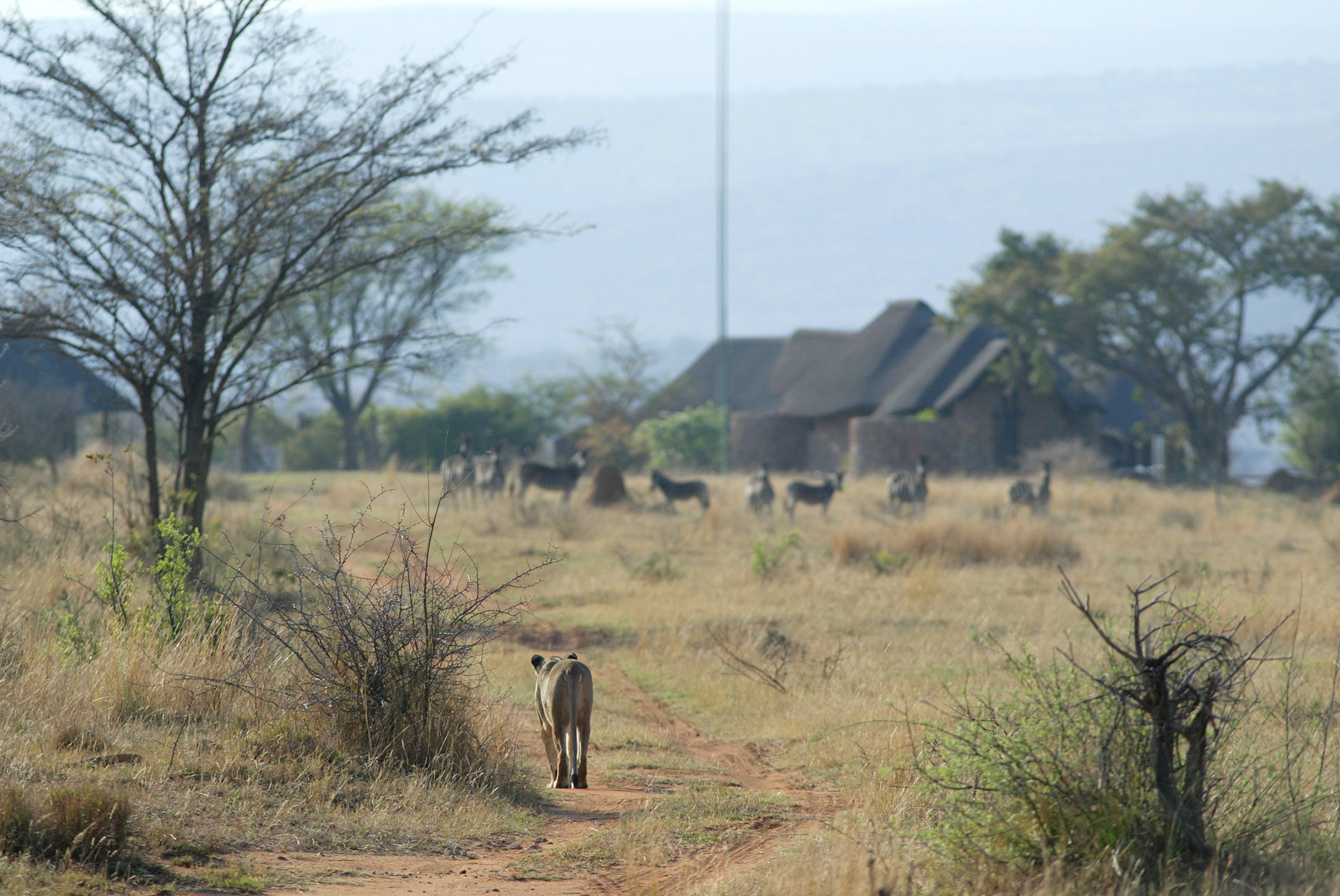 A lion in Pretoria