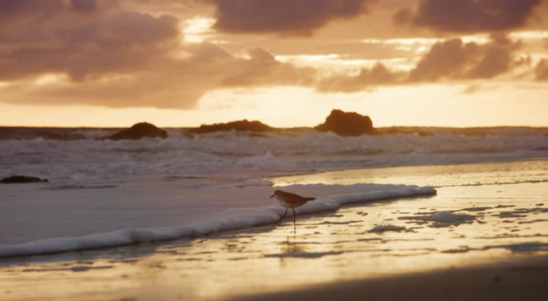 Sunset image of ocean and shorebird